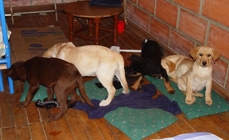 Kolumbijski veterinar krijumčario u štencima drogu. Osuđen na 6 godina zatvora